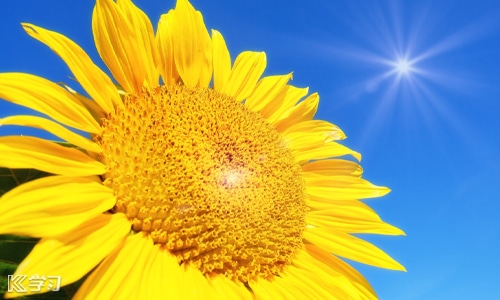 向日葵面对太阳的原因是什么?