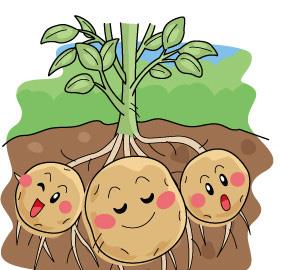 土豆太委屈了:世界是势利的眼睛,只看到土豆开花,没有花结果,