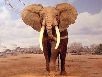 森林里的大象像山一样大,四条腿像石柱一样粗壮,长鼻子像蟒蛇