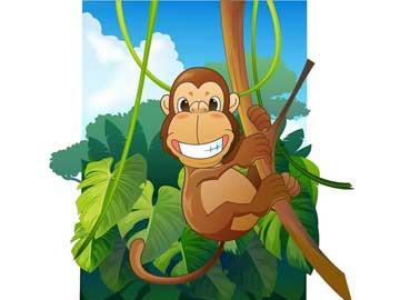 猴子被认为是森林里最聪明的动物,我是智力比赛的冠军!
