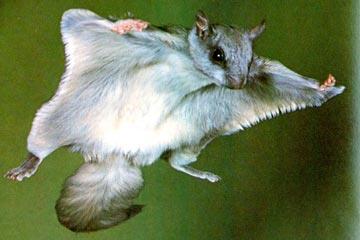 飞鼠掌握了飞行、游泳、爬树、挖洞和跑步五种技能。它为此感到非