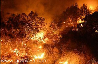 大森林发生火灾,消防队员和森林管理办公室的工作人员努力扑救,