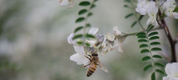 蜜蜂对付敌人有什么高招?