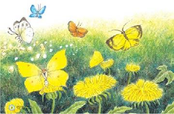 花园里鲜花盛开,蝴蝶们拍着翅膀飞过来
